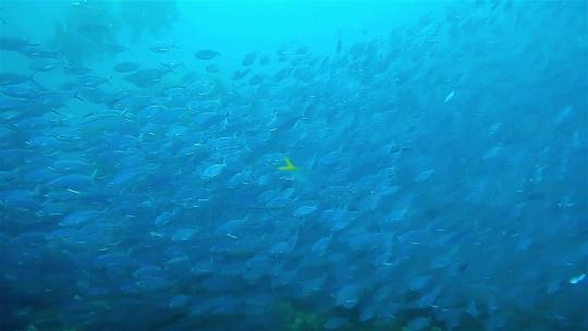 鱼群 海底鱼群 鱼群捕食 海底世界 海洋鱼群视频素材模板下载