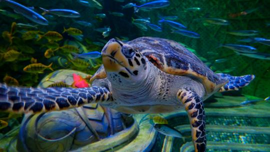海底世界海洋馆水族馆海龟