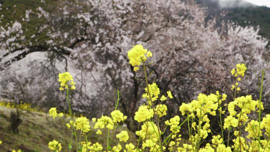 林芝桃花节油菜花桃花