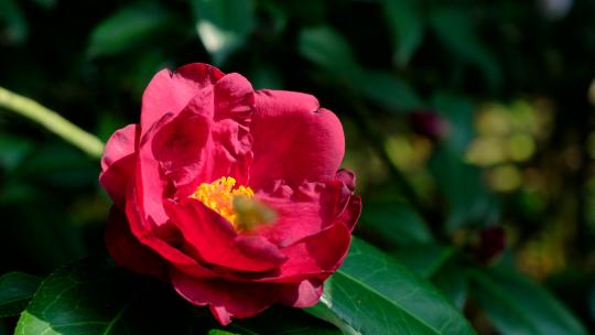 花园蜜蜂飞舞采蜜 茶花 中华野山蜂