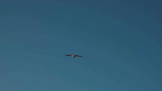 海鸥在海上的空中飞翔