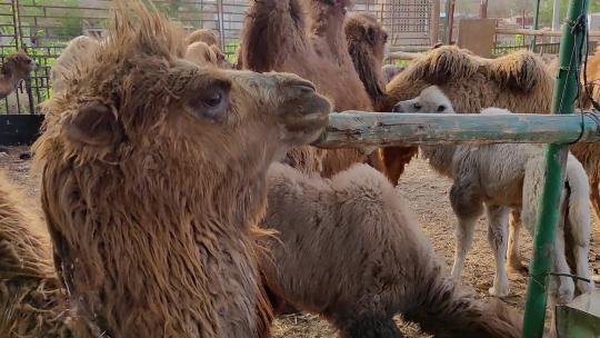 新疆吐鲁番农业养殖生产驼奶的骆驼