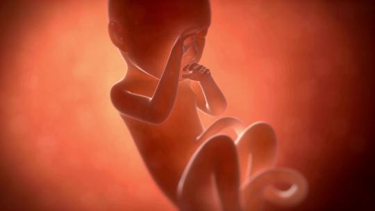 人类胚胎在子宫内发育成形2