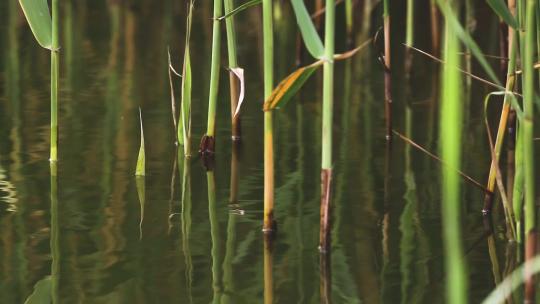 l1湿地水中芦苇茎植物
