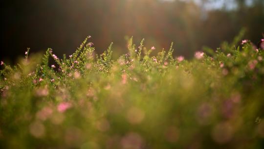 阳光下的山野花