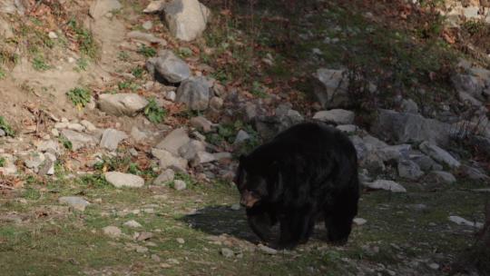 大黑熊在阳光下漫步