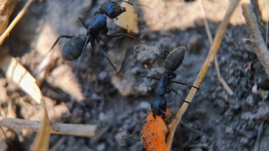 微距特写昆虫素材：运送食物的两只大黑蚂蚁