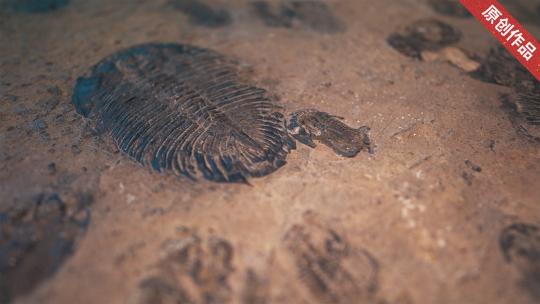 古生物恐龙化石视频素材模板下载