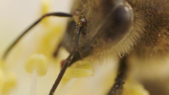 蜜蜂采蜜实拍特写身体部位