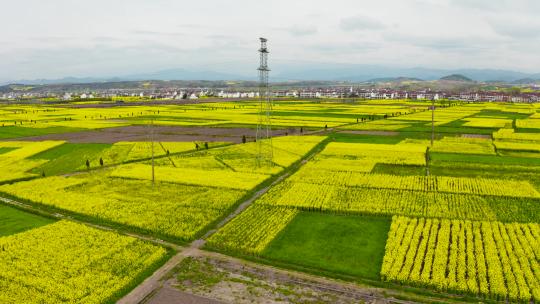 油菜花 乡村振兴 航拍汉中平原油菜花花海