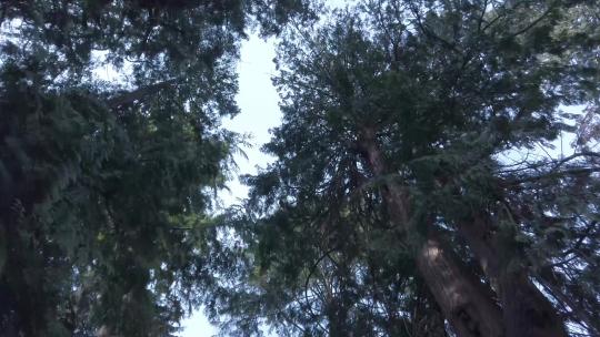 阳光照射在大树上仰拍天然氧吧视频素材模板下载