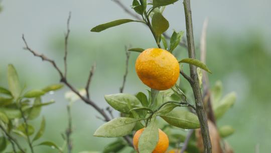 雨水淋湿橘子树4K实拍