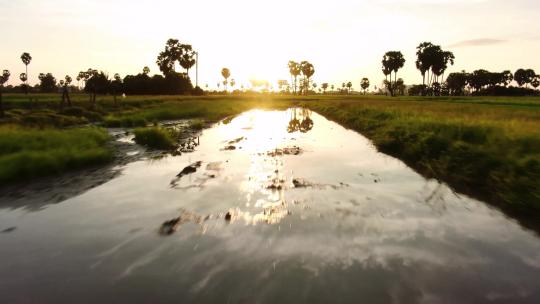 FPV航拍绿色稻田上的日出日落希望的田野上