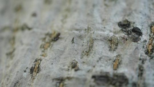 【正版素材】春天树上蚂蚁FX0450视频素材模板下载