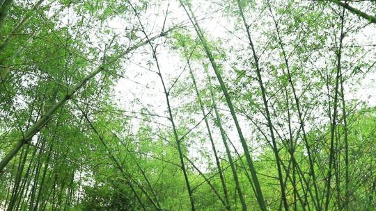 清新嫩绿竹林竹子竹杆竹节竹叶
