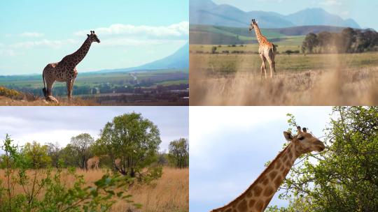【合集】大自然长颈鹿特写吃树叶高清视频
