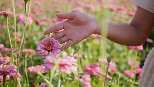 触碰希望的花