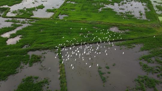 航拍湿地飞翔的白鹭