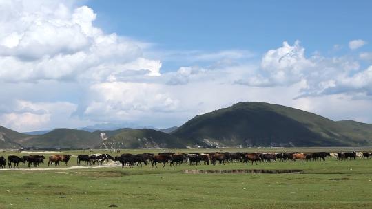 蓝天白云下高原草地上成群耗牛牛羊放牧