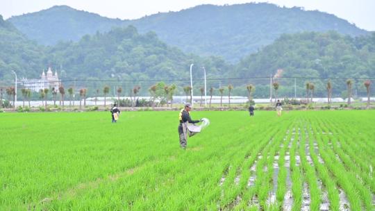春耕农民在水稻田施肥