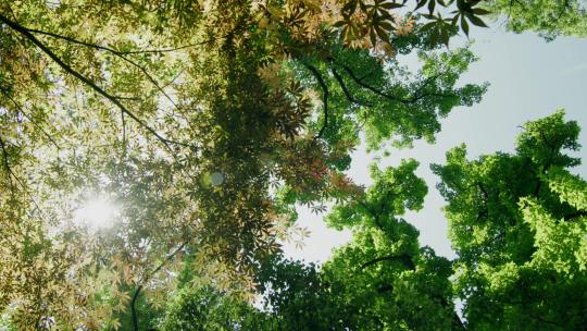 阳光森林清新绿意视频素材模板下载