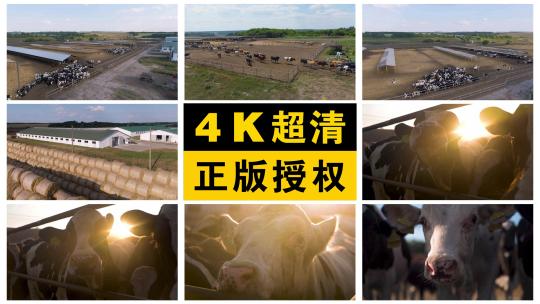 牧场 奶牛 养殖视频素材模板下载