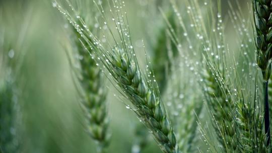 雨中的小麦