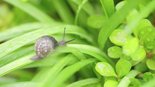 绿色自然小清新蜗牛爬行-立夏