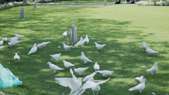 上海人民广场鸽子4K实拍鸽子公园鸽子视频素材模板下载