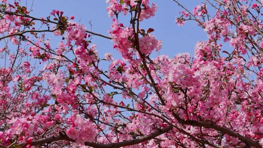 春天盛开的海棠花视频素材模板下载