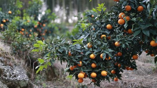 柑橘、柑桔、桔子、果树丰收、绿色低碳农业
