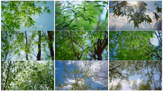 春天发芽的柳树高清在线视频素材下载