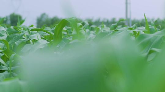 玉米种植慢镜头视频素材模板下载