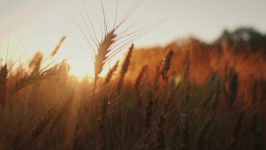 唯美黄昏时的小麦麦穗视频素材模板下载