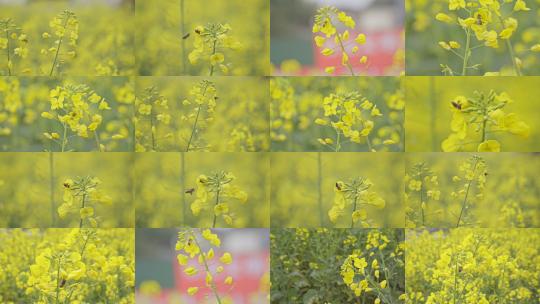春季蜜蜂在油菜花上采蜜高清在线视频素材下载