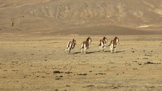藏野驴，西藏野生动物