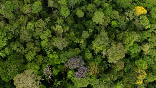 空中俯视图，放大热带森林树冠：自然背景