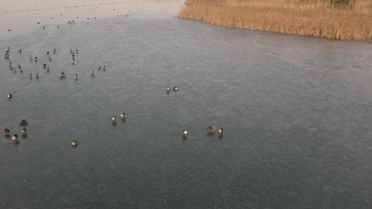 山东济南华山湖湿地秋冬航拍