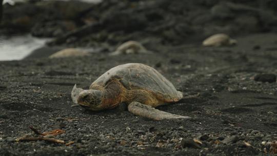 海龟沙滩上休息