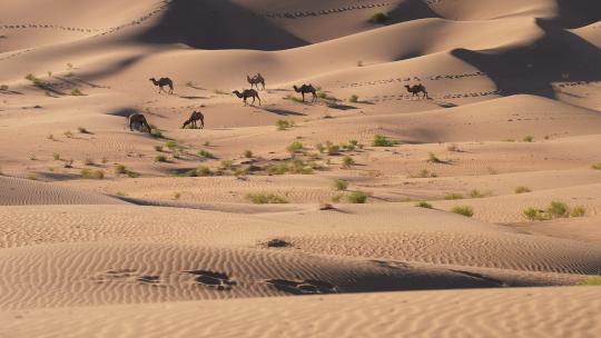 荒漠沙漠沙丘里行走的骆驼视频素材模板下载