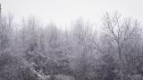 冬季森林鹅毛大雪高清在线视频素材下载