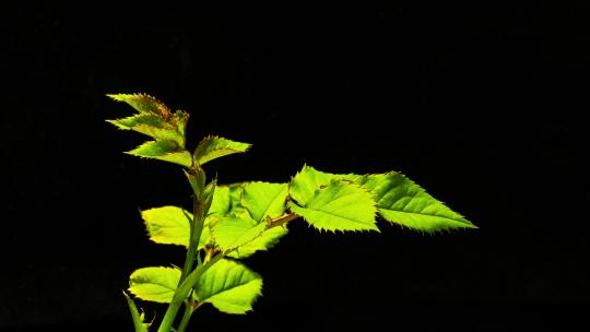 植物发芽生长延时月季发芽生长延时