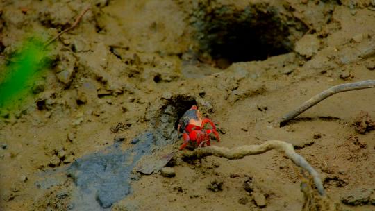 红树林 红螃蟹 招潮蟹视频素材模板下载