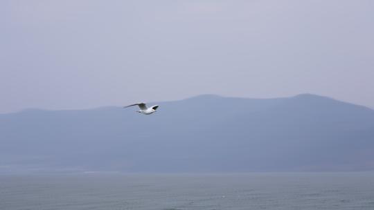 云南大理洱海海鸥升格慢镜头实拍视频