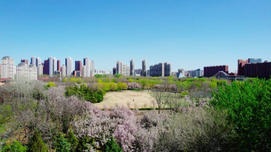 天津现代化城市公园绿地休闲生活视频素材模板下载