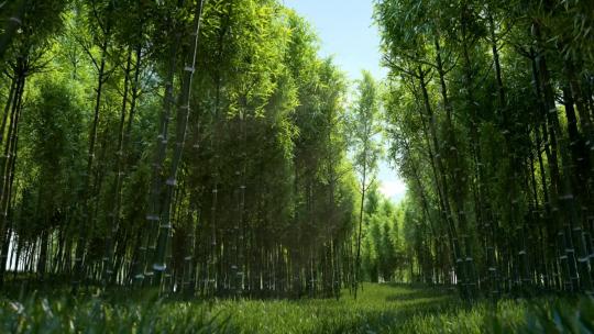 一片绿色竹林竹子视频素材