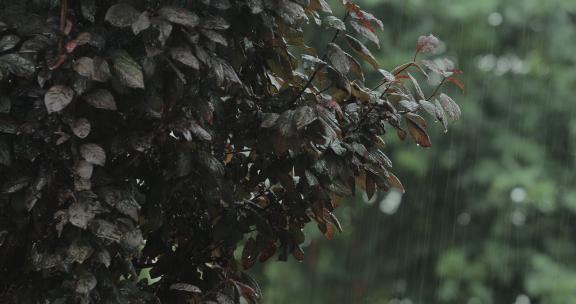 雨中的小树02