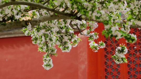 北京故宫文华殿海棠花花海