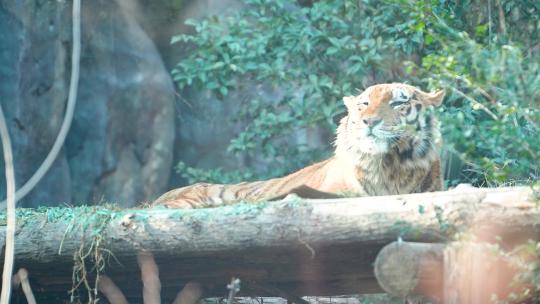 老虎 动物园 孟加拉虎 东北虎 8250视频素材模板下载