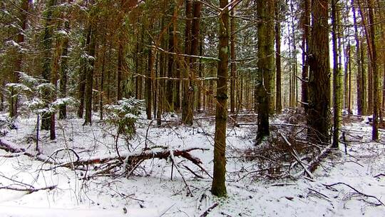 地面覆盖着雪的树林